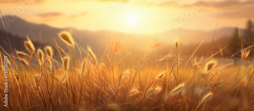 The sun sets in the background, casting golden rays on a field of tall grass. The dry grass is highlighted, showcasing its texture and natural beauty in the rustic farm meadow.