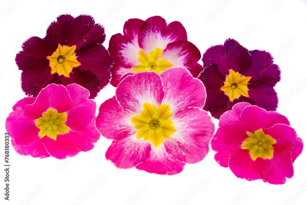 Fototapeta premium primrose flowers isolated