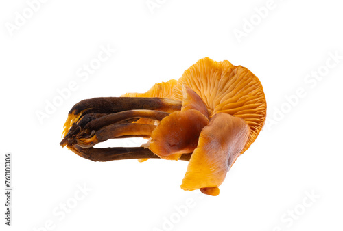 honey mushrooms isolated photo