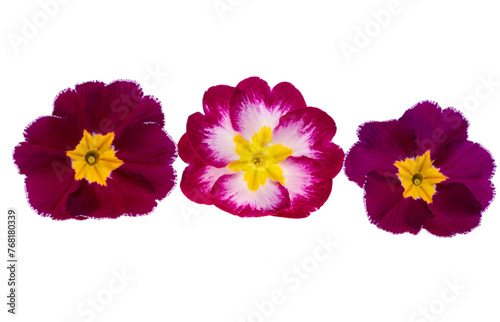 primrose flowers isolated