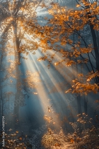 Sunlit Forest With Abundant Trees