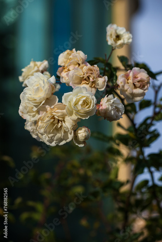 Vivid white roses on blurry background