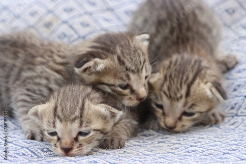 new born kittens in studio shot 