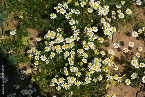 White chamomile, or Marticaria chamomilla flowers, in the spring photo