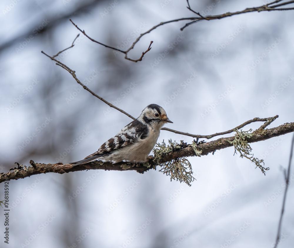 The lesser spotted woodpecker (Dryobates minor) sits on a branch. The lesser spotted woodpecker (Dryobates minor) sits on a branch.