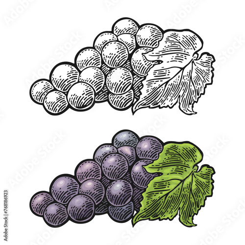 Bunch of grapes with berry and leaves. Vintage engraving vector