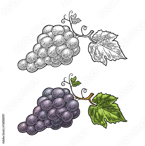 Bunch of grapes with berry and leaves. Vintage engraving vector © MoreVector