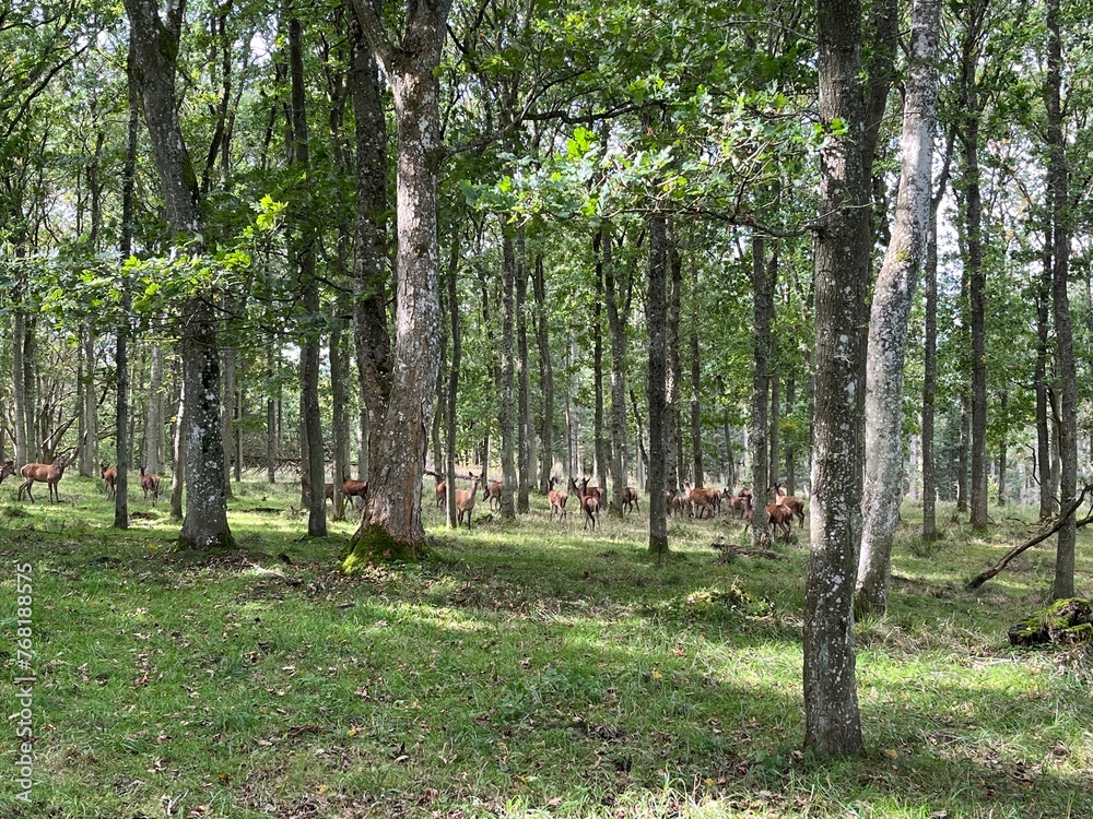Obraz premium deer in the woods