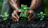 Farmer planting a small green seedling in fertile soil. Nature conservation concept,gardening and sustainable development