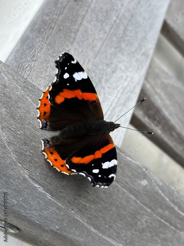 butterfly on a bench