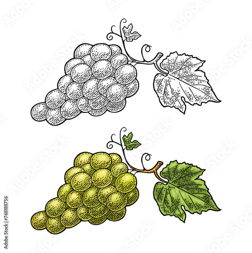 Bunch of grapes with berry and leaves. Vintage engraving vector