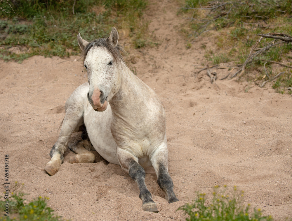 Fototapeta premium White stallion wild horse rolling in dry sand creek in the Salt River wild horse management area near Scottsdale Arizona United States