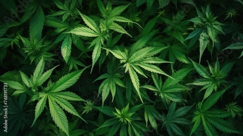 Cannabis Texture Marijuana Leaf Pile Background