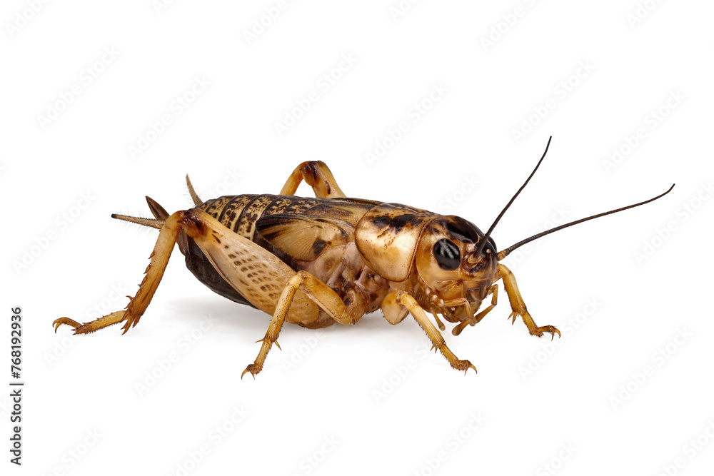 side view of young yellow cricket, gryllus bimaculatus isolated on white background, high detail macro shot side view of young yellow cricket, gryllus bimaculatus isolated on white background, high detail macro shot
