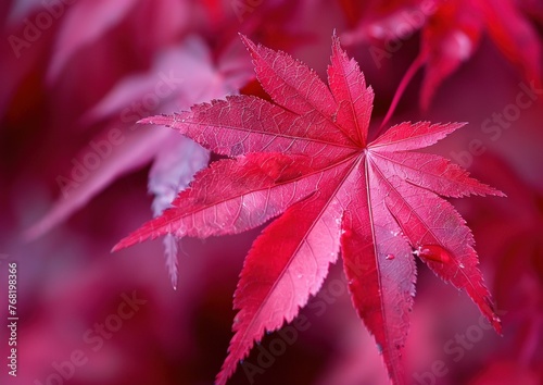 Detailed view of a vibrant red leaf amidst tree branches