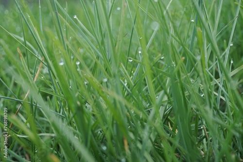 Nasses hohes grünes Gras mit Wassertropfen auf Wiese im Garten bei Sonne und Frost am Morgen im Frühling photo