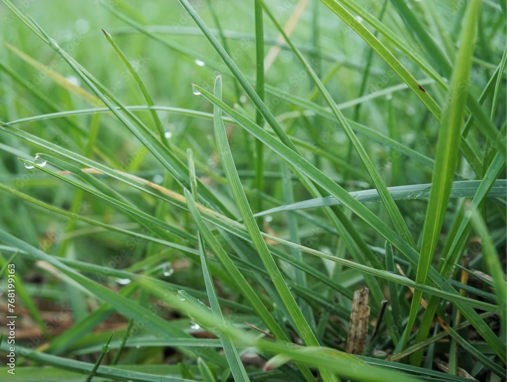 Obraz premium Nasse Wiese mit hohem grünen Gras mit Wassertropfen am Morgen im Frühling