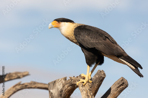 A Crested Caracara perches on some sawed off branches under the Arizona desert sun watching something to the left with a background of blue and white sky.