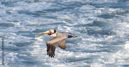 Brown Pelicans on Rocky Beach