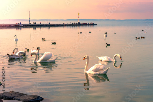 Fototapeta Naklejka Na Ścianę i Meble -  many swans on Lake Balaton Hungary with Siofok pier background in sunset