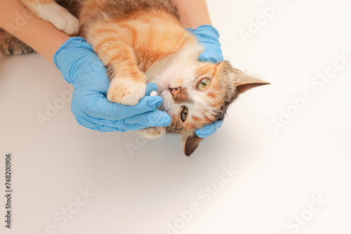 Cute tricolor cat getting a pill from veterinarians hand on white background. cat refuses medication. veterinary clinic, pet treatment concept photo