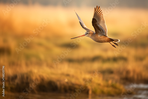 Black-tailed godwit bird in flight (Limosa limosa)