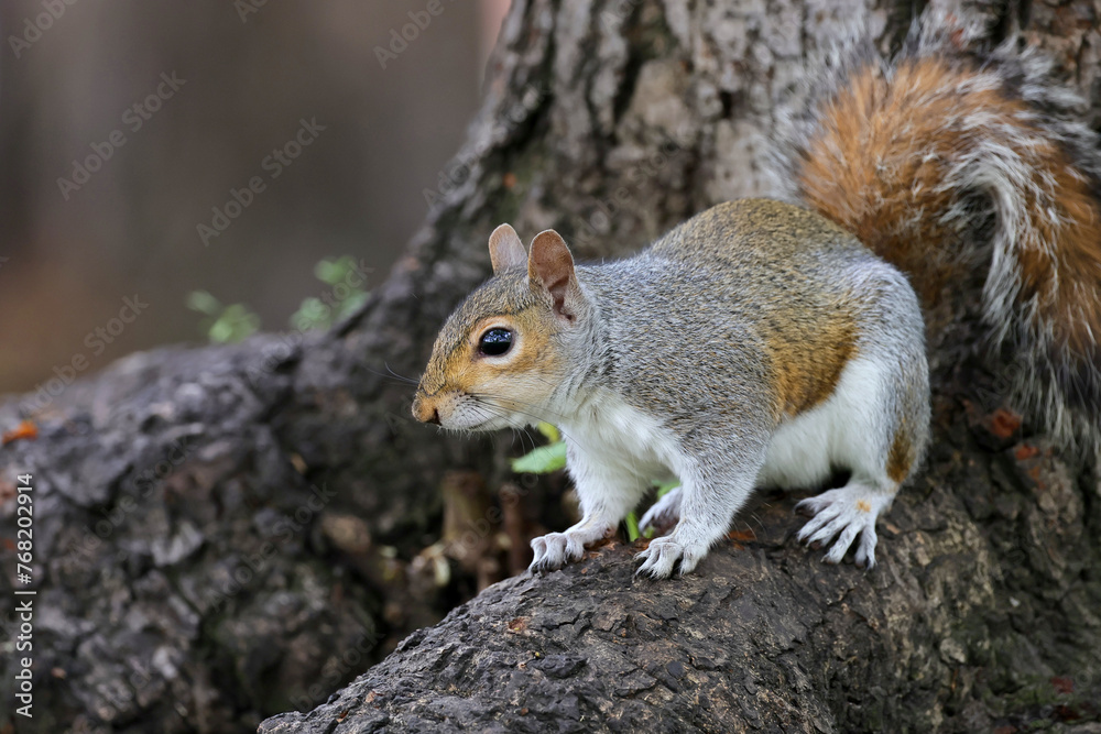 Beautifull grey squirrel (Sciurus carolinensis) searching food in St James Park in London in a beautiful sunny day of autumn. Photographed in a beautiful sunny spring afternoon in natural light. Beautifull grey squirrel (Sciurus carolinensis) searching food in St James Park in London in a beautiful sunny day of autumn. Photographed in a beautiful sunny spring afternoon in natural light.