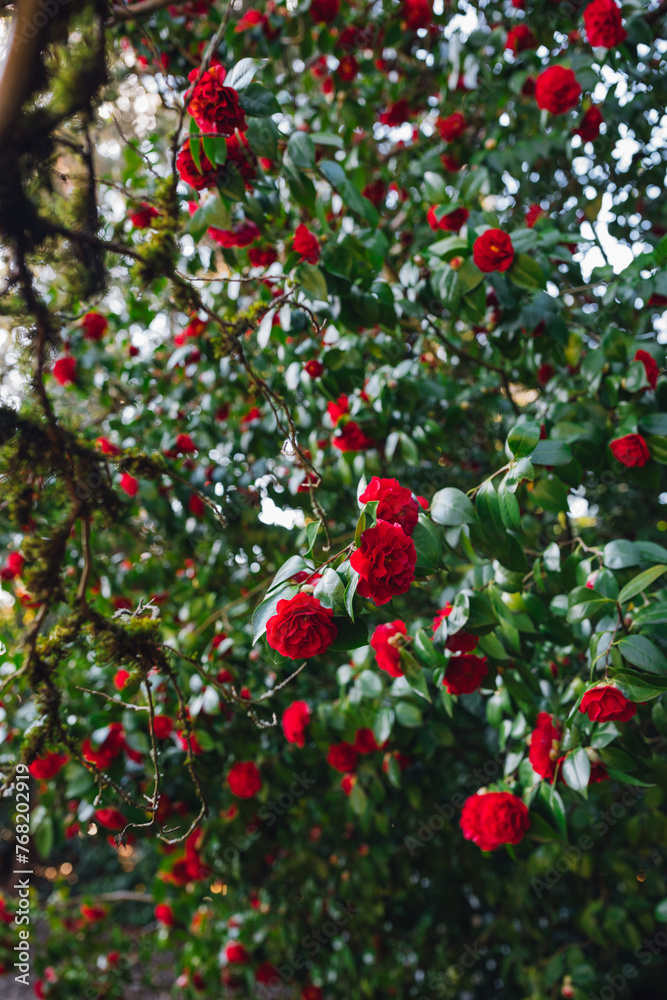 red Camellia flowers on tree at Washington Park Arboretum