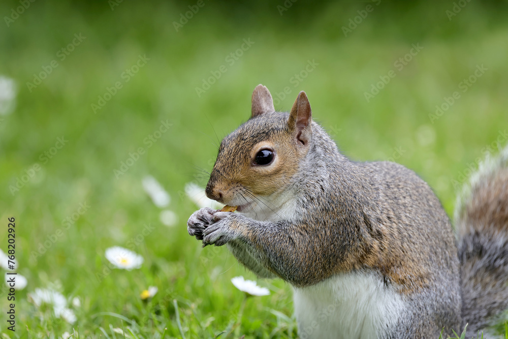 Beautifull grey squirrel (Sciurus carolinensis) searching food in St James Park in London in a beautiful sunny day of autumn. Photographed in a beautiful sunny spring afternoon in natural light. Beautifull grey squirrel (Sciurus carolinensis) searching food in St James Park in London in a beautiful sunny day of autumn. Photographed in a beautiful sunny spring afternoon in natural light.