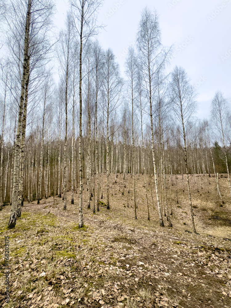 Pokainai forest is a scenically interesting place with steep hills, deep valleys and forest stands of different composition and age Pokainai forest is a scenically interesting place with steep hills, deep valleys and forest stands of different composition and age