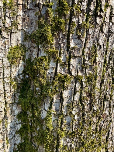 Kora drzewa mech wiosna światło szara
