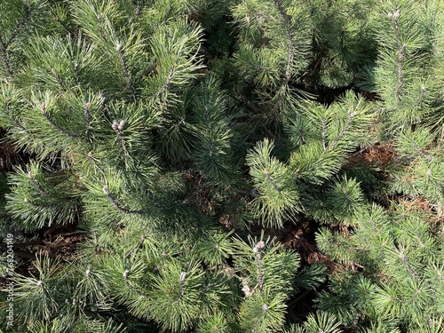 Igły sosny