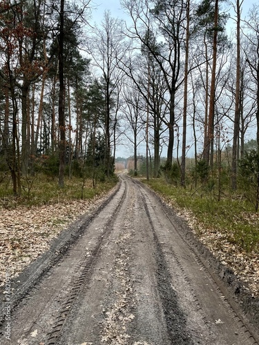 A road in a forest