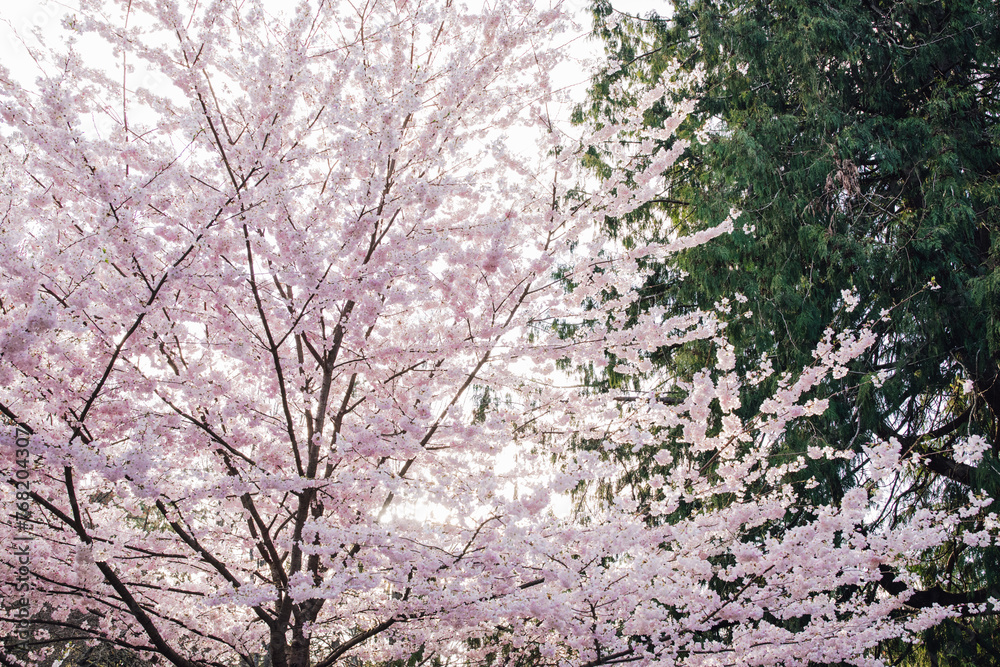 cherry blossoms on tree