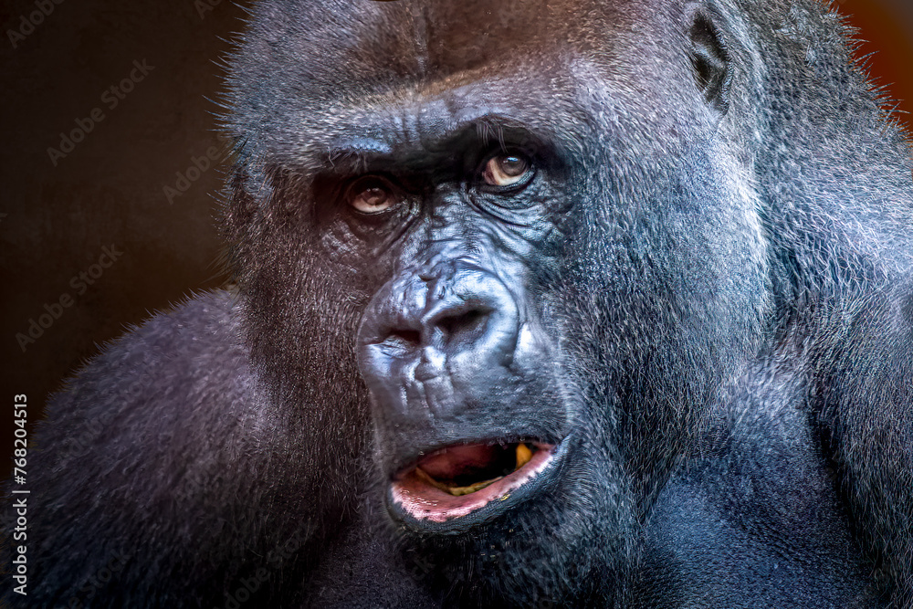 Obraz premium Western Lowland Gorilla portrait looking forward showing intense expression and dark cinematic lighting