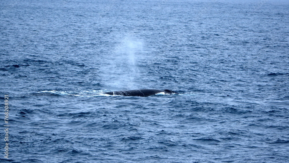 Fin whale (Balaenoptera physalus) blowing at the surface, off of Elephant Island, Antarctica Fin whale (Balaenoptera physalus) blowing at the surface, off of Elephant Island, Antarctica