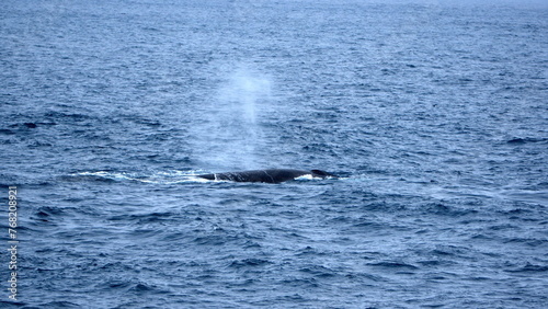 Fin whale (Balaenoptera physalus) blowing at the surface, off of Elephant Island, Antarctica