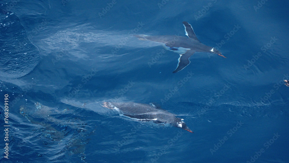 Fototapeta premium Gentoo penguins (Pygoscelis papua) swimming off of Elephant Island, Antarctica