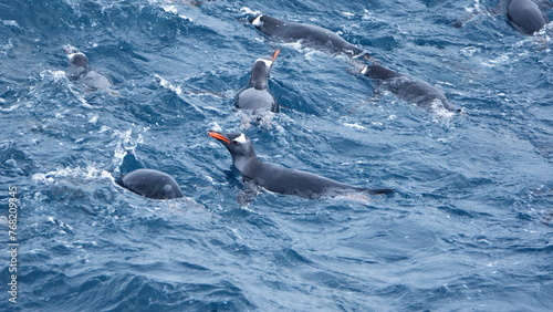 Raft of gentoo penguins (Pygoscelis papua) swimming off of Elephant Island, Antarctica
