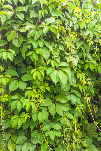 Parthenocissus quinquefolia, Virginia creeper, Victoria creeper, five-leaved ivy, five-finger background; Natural background photo