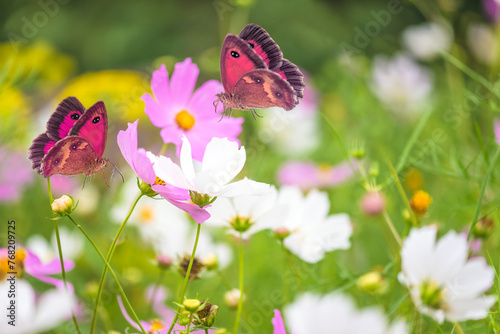 Summer meadow with butterflies flying around white and pink cosmos flowers