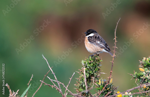 Male European Stonechat perched on a branch.