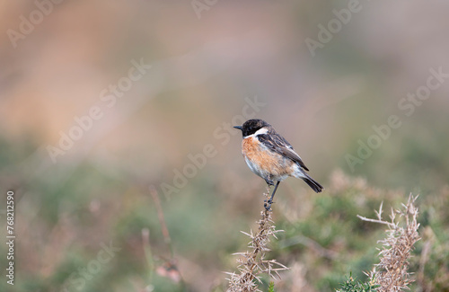 Male European Stonechat perched on a branch.