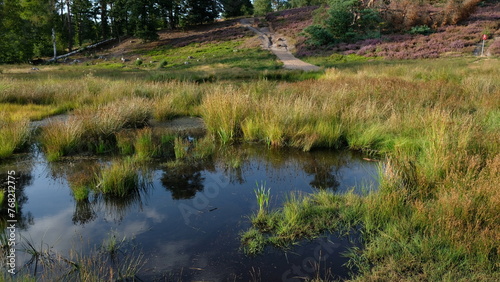 FU 2022-08-27 SchnuckeHin 742 In der Heidelandschaft ist ein Moor mit Gras