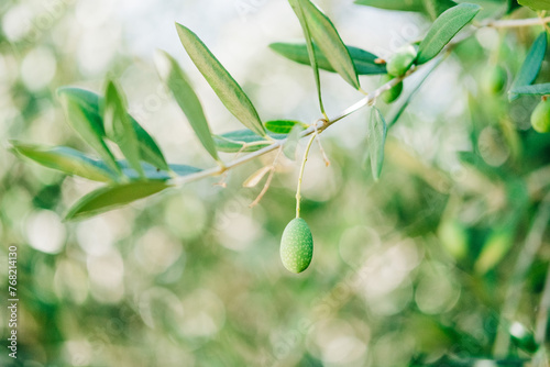 Ripe Olive Fruit on Branch Close-Up