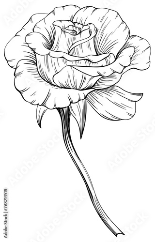 Rose floral botanical flower. Black and white engraved ink art hand drawn. Isolated rose illustration element on white background.