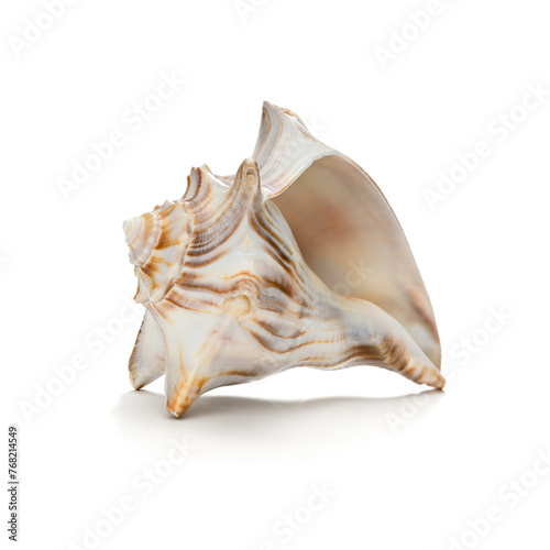 Sea shell isolated on white background. Images taken with focus stacking technique for improved sharpness.