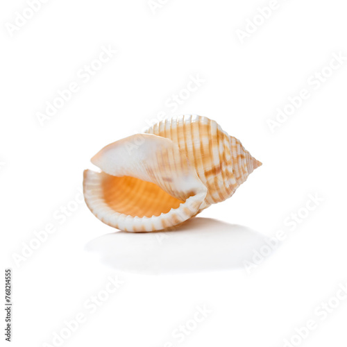 Sea shell isolated on white      