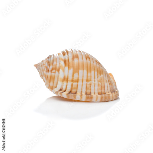 seashell isolated on white
