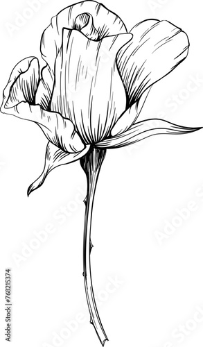 Rose floral botanical flower. Black and white engraved ink art hand drawn. Isolated rose illustration element on white background.